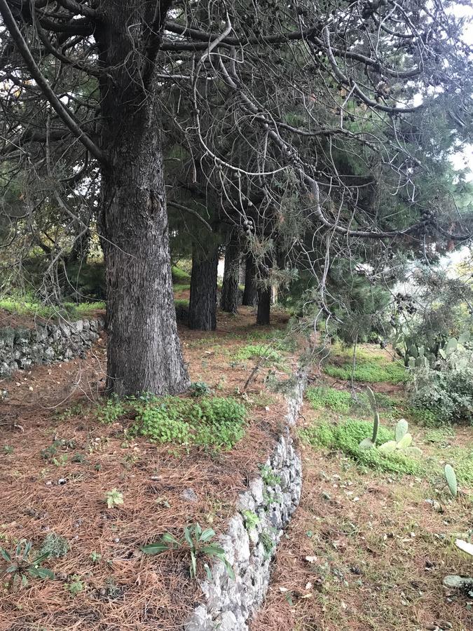 Casa Vacanze Etna Piedimonte Etneo Exteriér fotografie